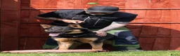 German Shepherd dogs for sale: KC registered GSD dog from old bloodlines  - Advert 9