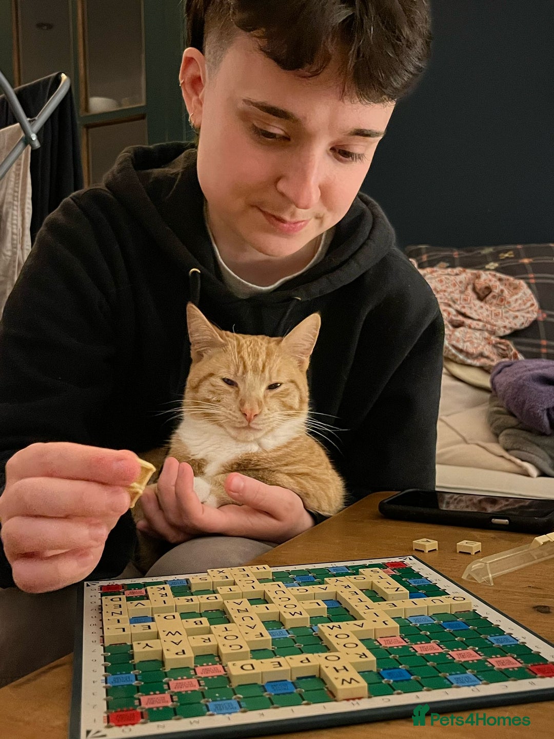 Domestic Shorthair cats for sale: Affectionate ginger tom cat needs a home - Image 6