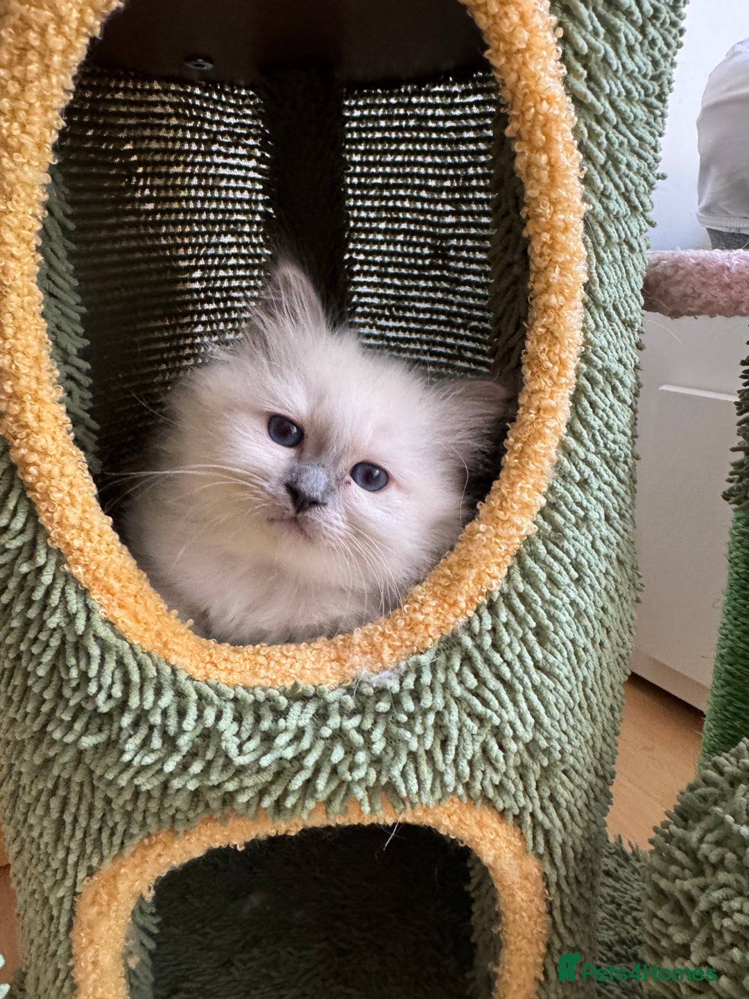 Birman cats for sale: Blue point female kitten for sale  - Image 18