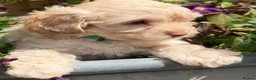 Cockapoo dogs for sale: Stunning F1B Cockapoo puppies  - Advert 11