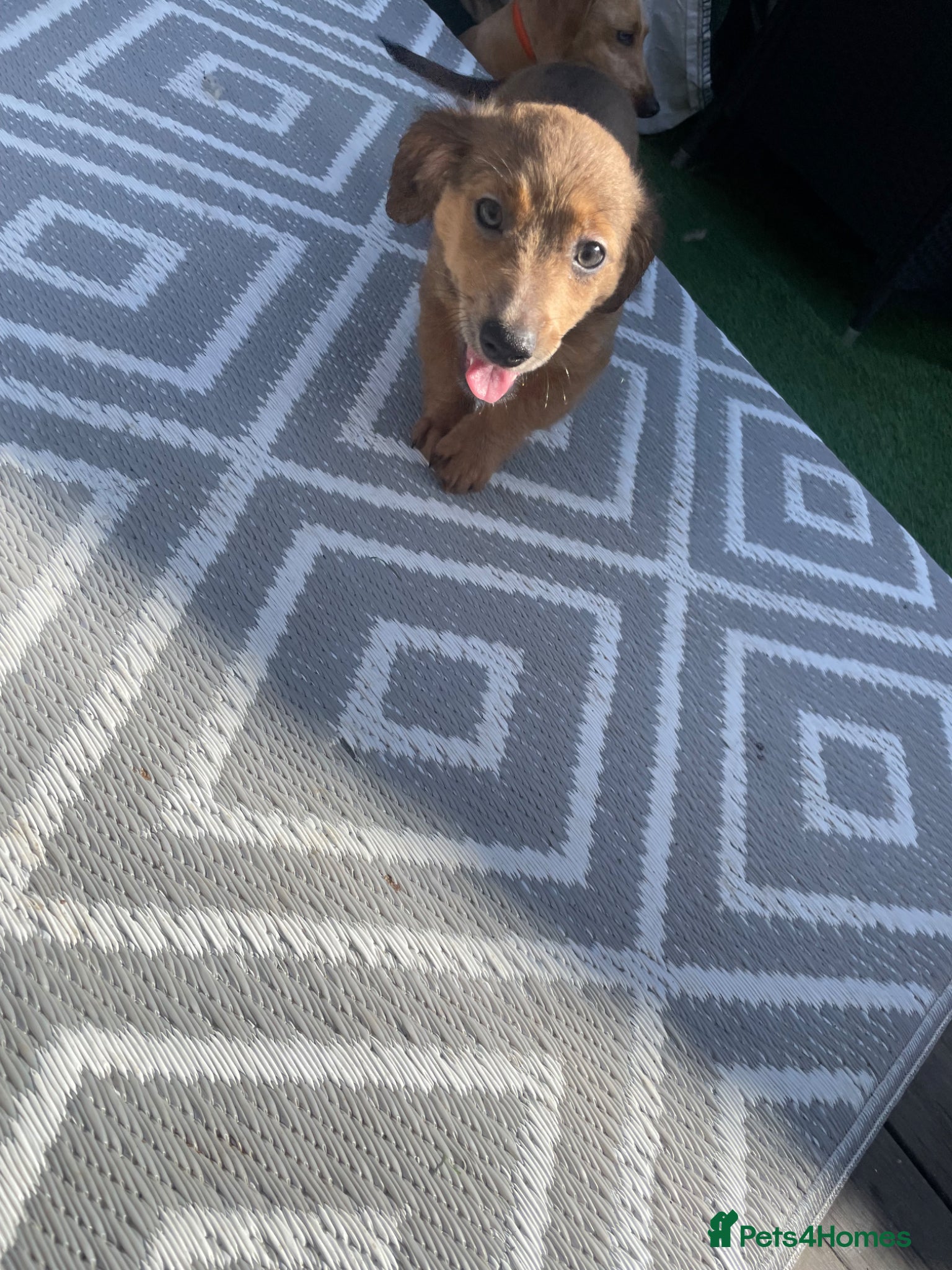 Jackshund dogs Gorgeous jackshaund puppy  - Advert 1