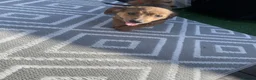 Jackshund dogs for sale: Gorgeous jackshaund puppy  - Advert 1