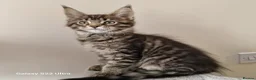 Maine Coon cats for sale: Licensed breeder-maine coon kittens - Advert 12