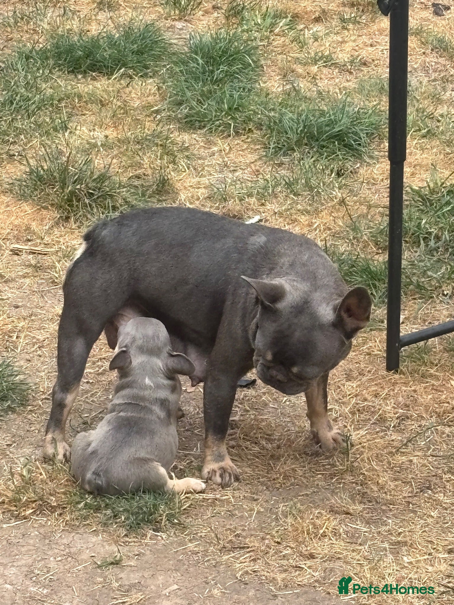 French Bulldog dogs Lovely French bulldog pups  - Advert 1