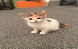 Domestic Shorthair cats for sale: baby kittens  - Image 4
