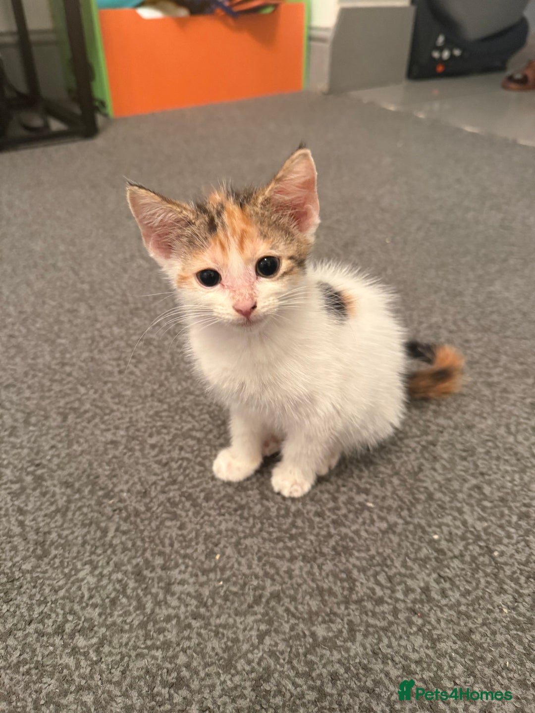 Domestic Shorthair cats for sale: baby kittens  - Image 4