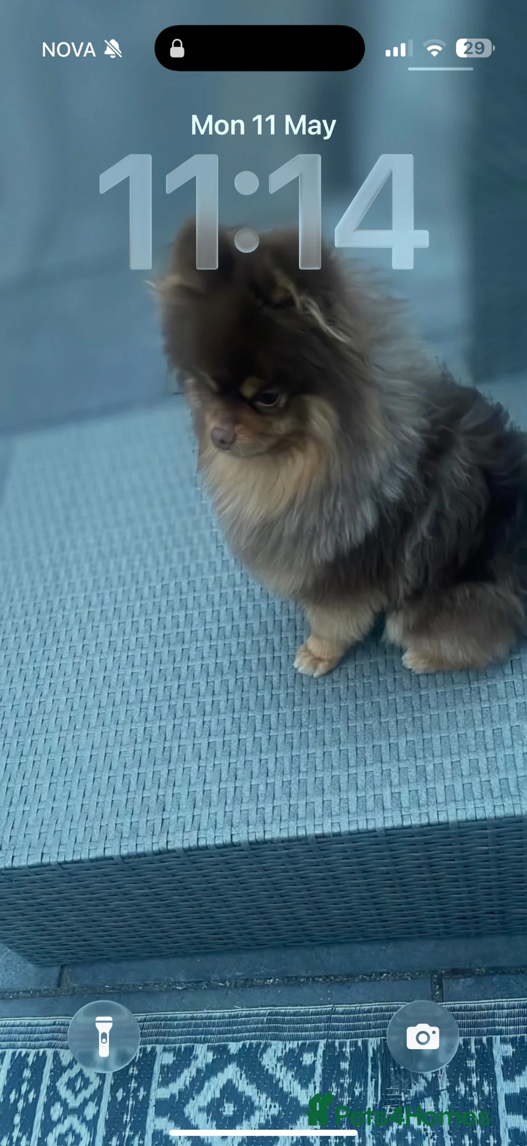 Pomeranian dogs for sale: Beautiful Male Pomeranian – 1.4 Years Old - Advert 2
