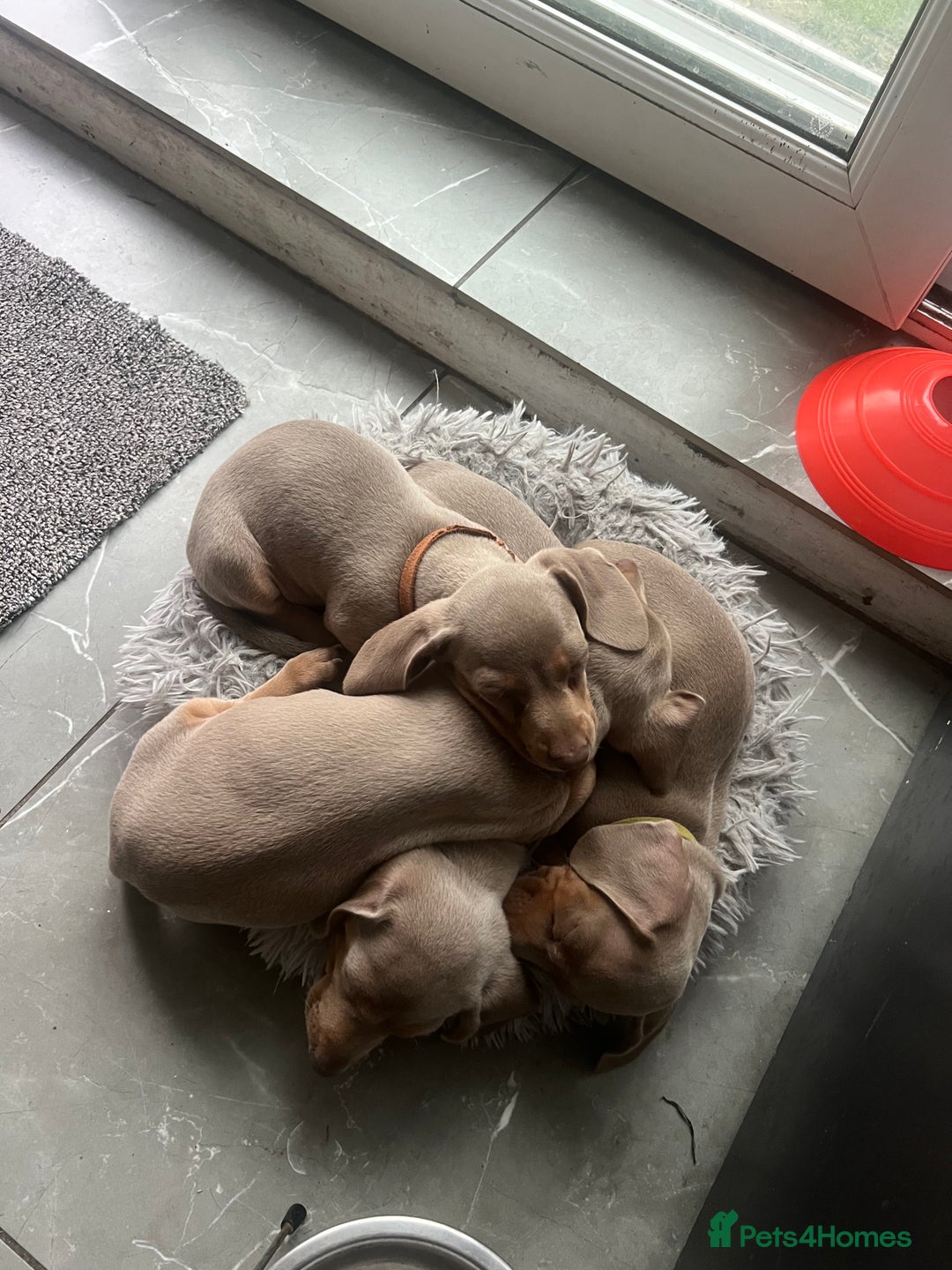 Miniature Dachshund dogs for sale: Miniature Dachshund Isabella Tan Short Soft Coat - Image 12