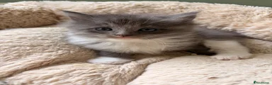 Ragcoon Kitten 5
