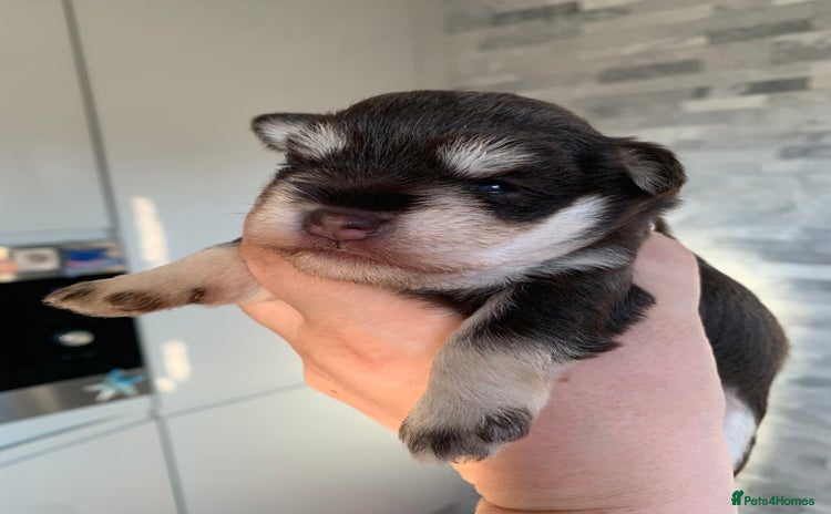 Miniature Schnauzer dogs - Advert 1