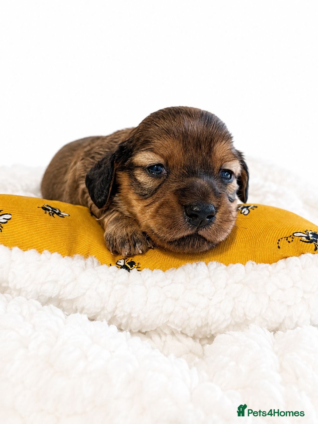Miniature Dachshund dogs Beautiful Miniature Dachshund Puppies   - Advert 15