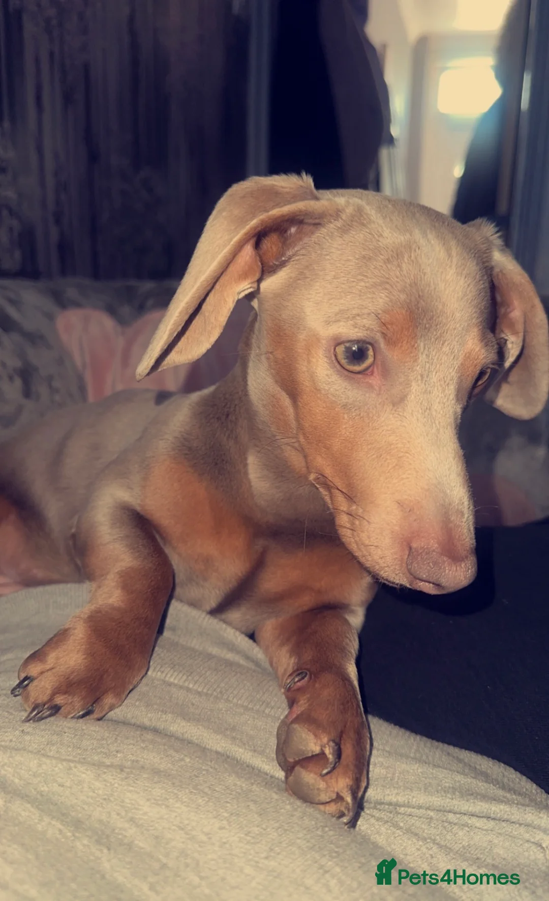Miniature Dachshund dogs for sale: For sale - Daisy - miniature dachshund  - Advert 10