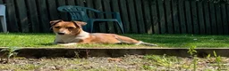 Jack Russell dogs for sale: Tan and white  in Skipton - Advert 2