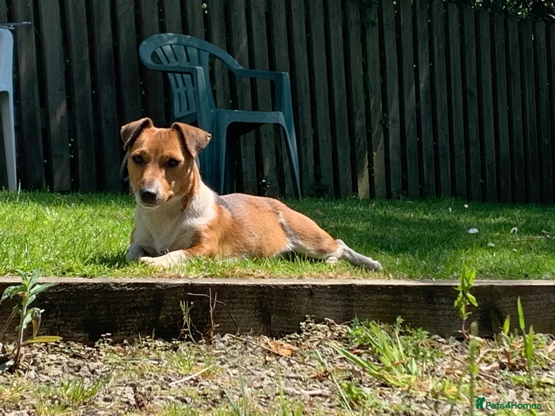 Jack Russell dogs for sale: Tan and white  in Skipton - Advert 2