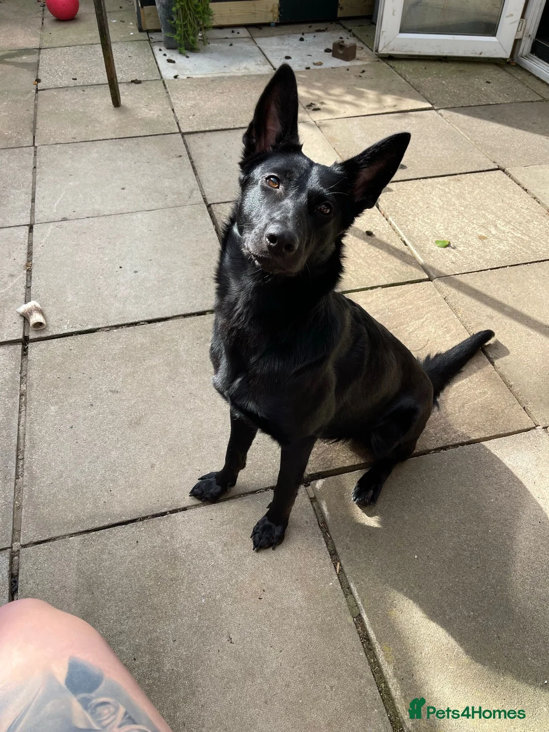 Mixed Breed dogs for sale: 5 year old female - Advert 1