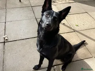 Mixed Breed dogs 5 year old female in Norwich - Advert 11