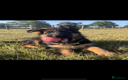 German Shepherd dogs for sale: German Shepherds looking for new homes  - Image 2