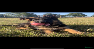 German Shepherd dogs - Advert 16