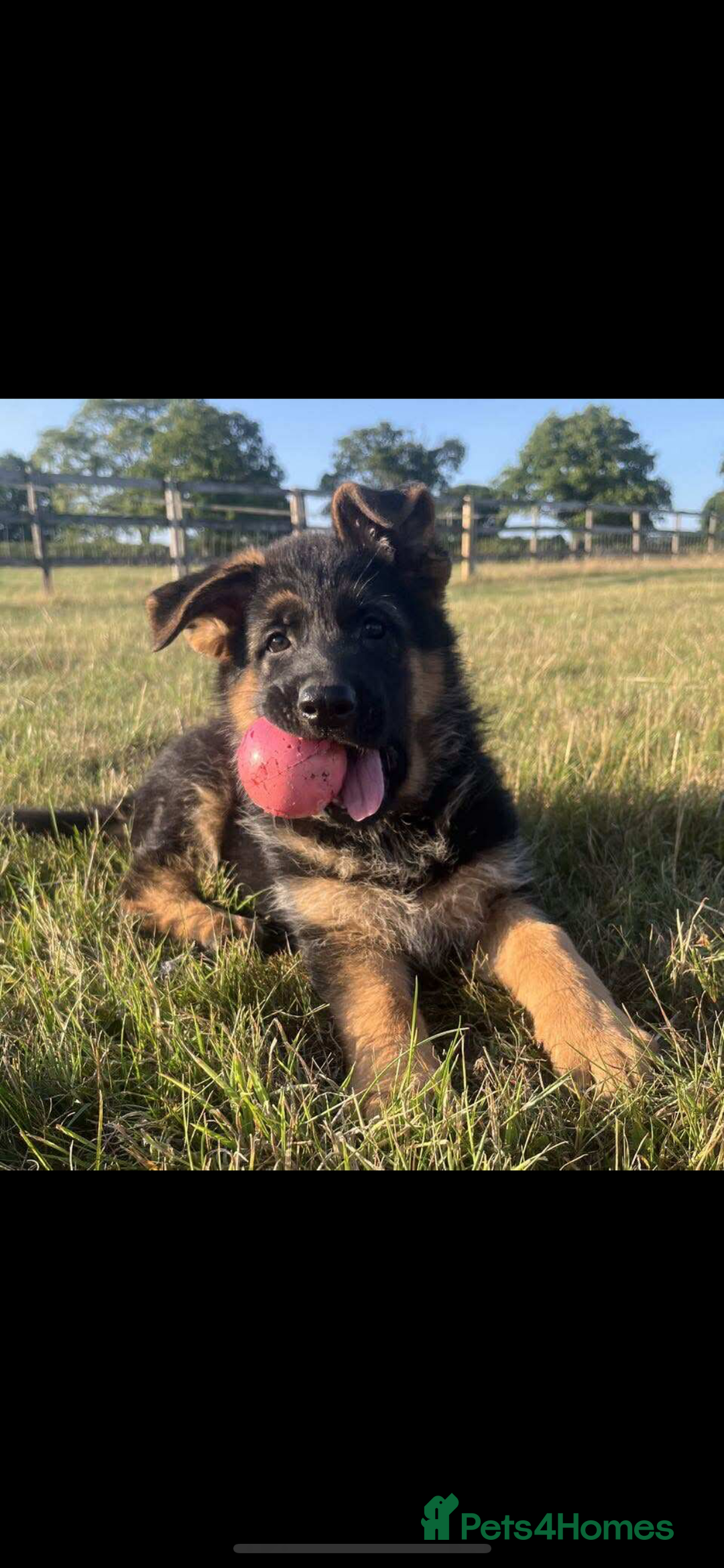 German Shepherd dogs for sale: German Shepherds looking for new homes  - Image 2