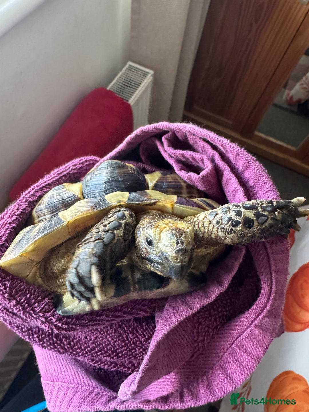 Tortoise reptiles for sale: Mediterranean Spur Thighed  - Advert 9