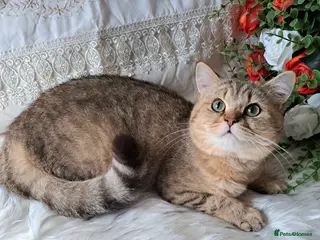 British Shorthair cats Stunning Black Golden BSH boy 💥 - Advert 16