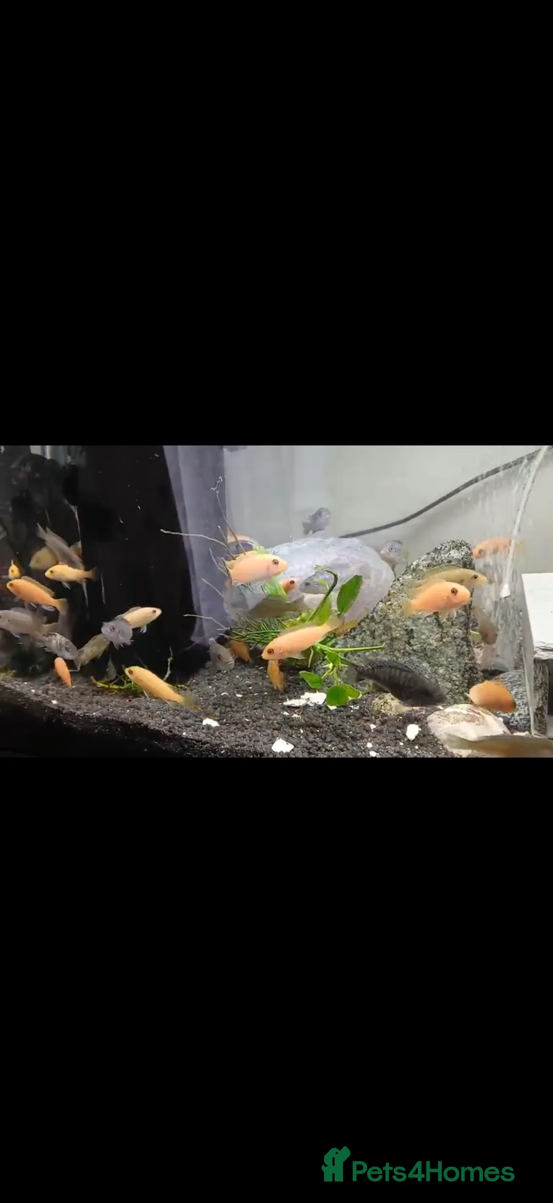 Cichlids fish for sale: GUPPIES / cichlids / SHRIMP/ platty  - Advert 9
