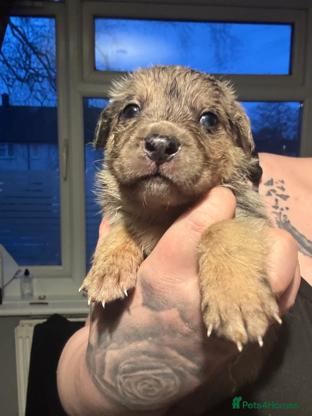 Mixed Breed dogs for sale: Beautiful staff x gsd puppies - Advert 31