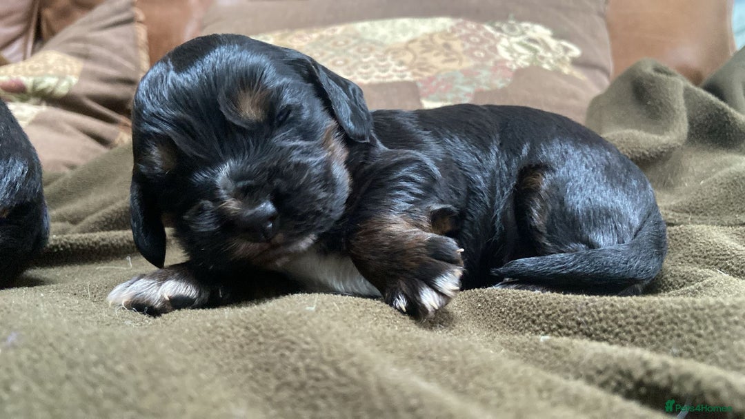 Cocker Spaniel dogs for sale: Beautiful Boy cocker spaniels for sale  - Advert 11