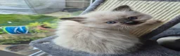 Ragdoll cats for sale: Ragdoll kittens ready now for there new homes - Advert 2