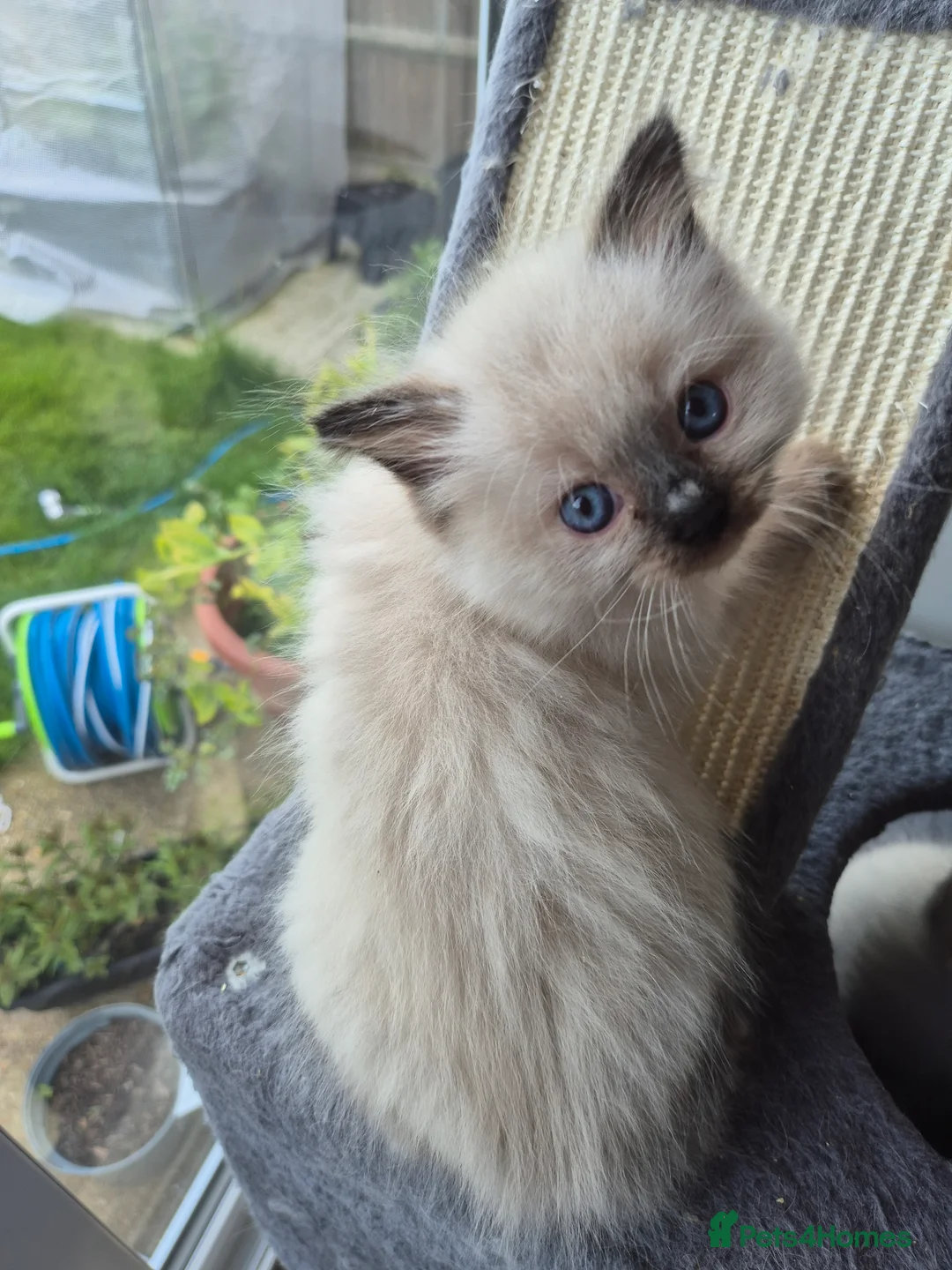 Ragdoll cats for sale: Ragdoll kittens ready now for there new homes - Advert 2