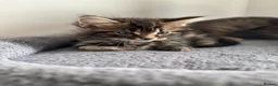 Maine Coon cats for sale: Adorable Mix Maine coon & American shorthair  - Advert 19