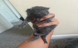 Mixed Breed cats for sale: Gray tabby & black kittens  - Image 7
