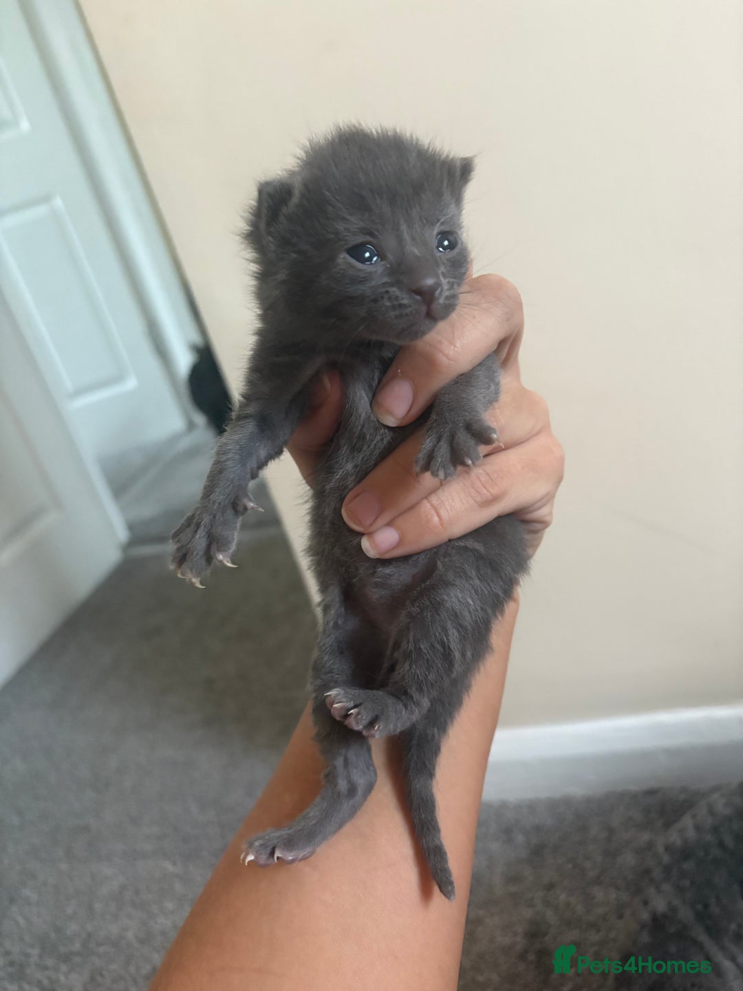 Mixed Breed cats for sale: Gray tabby & black kittens  - Image 7