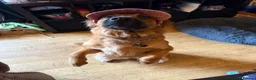 Golden Shepherd dogs for sale: Golden Shepherd - Advert 24
