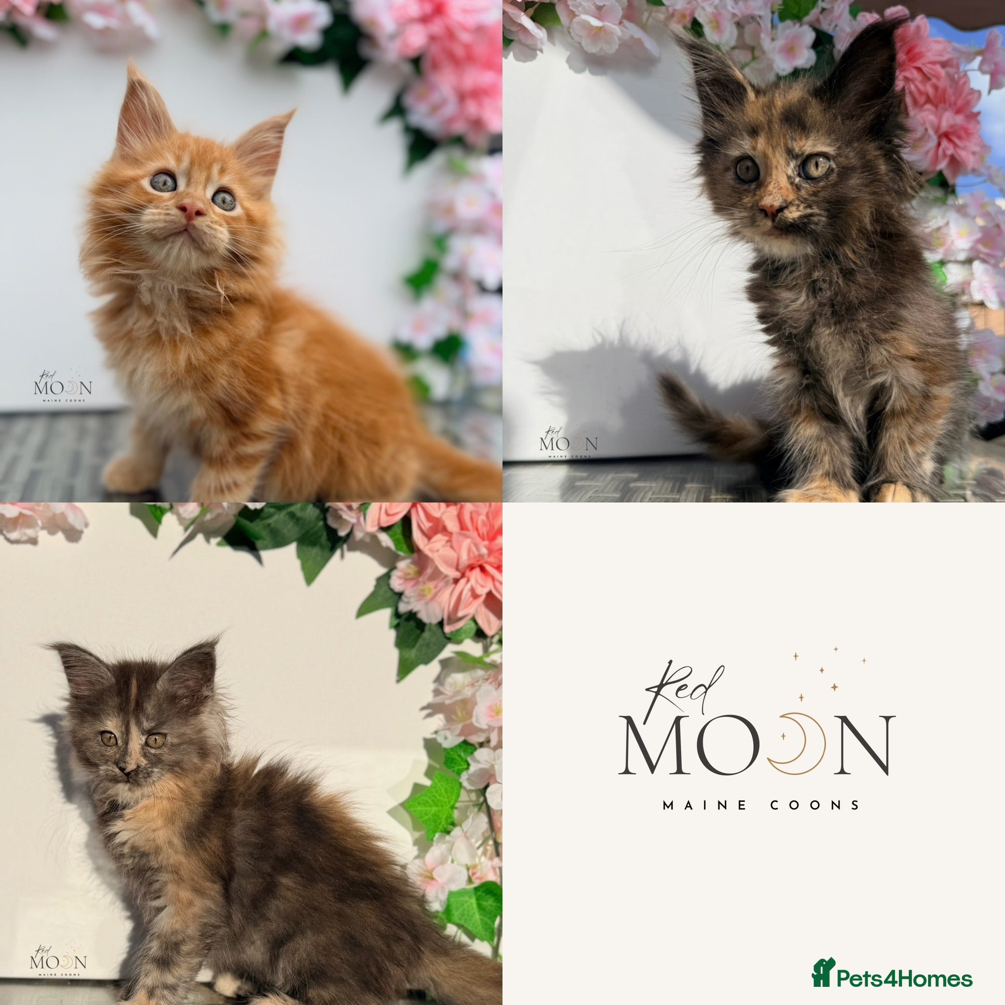 Maine Coon cats Registered Maine Coon kittens - Advert 16