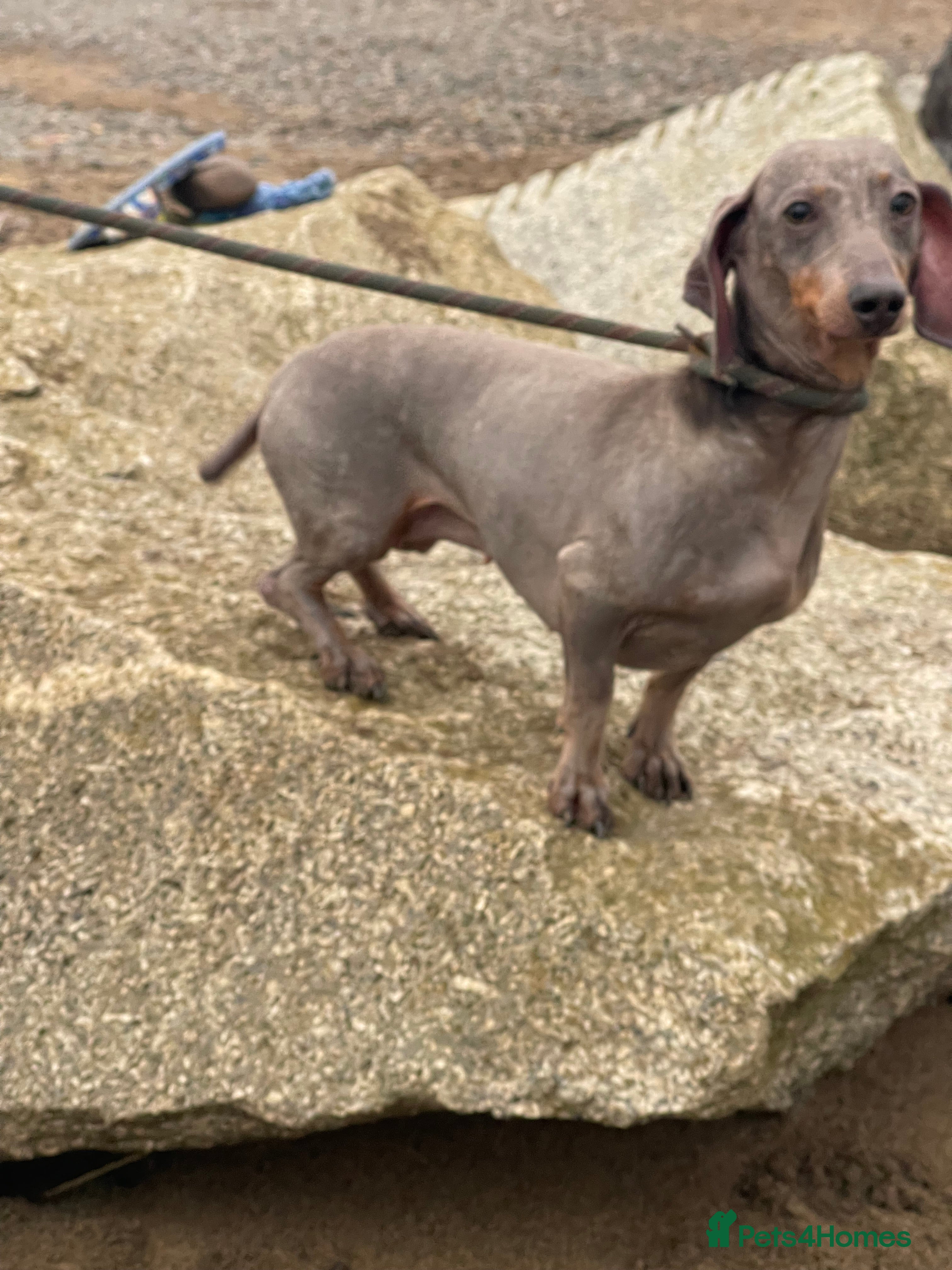 Dachshund dogs 💙 Dachshund Seeking One Best Friend 💙 - Advert 1