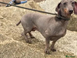 Dachshund dogs 💙 Dachshund Seeking One Best Friend 💙 - Advert 6
