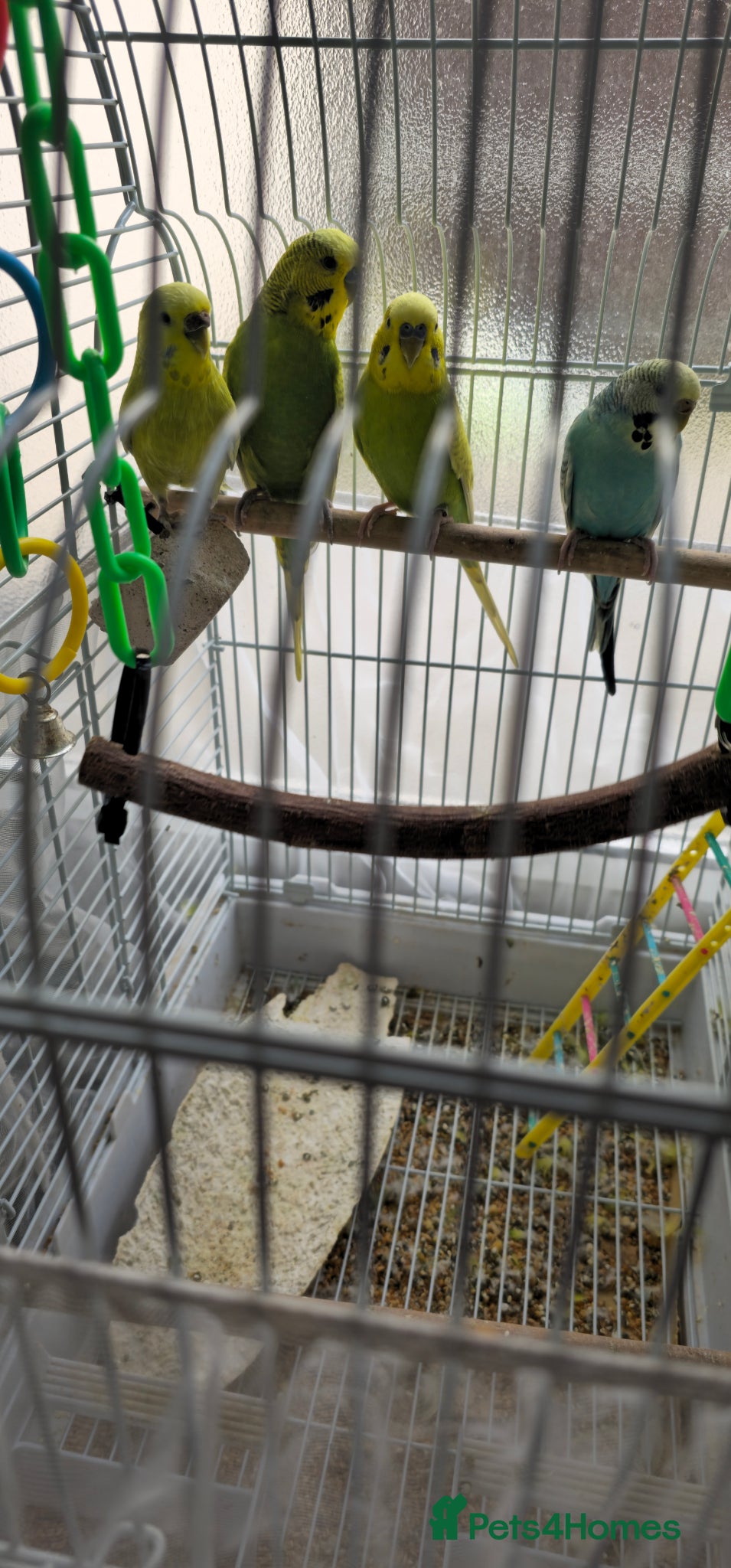Budgerigars birds for sale: 2 pair of budgies  in Birmingham - Advert 2