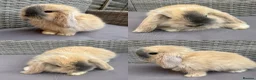 Mini Lop rabbits for sale: Pure mini lops - Advert 1