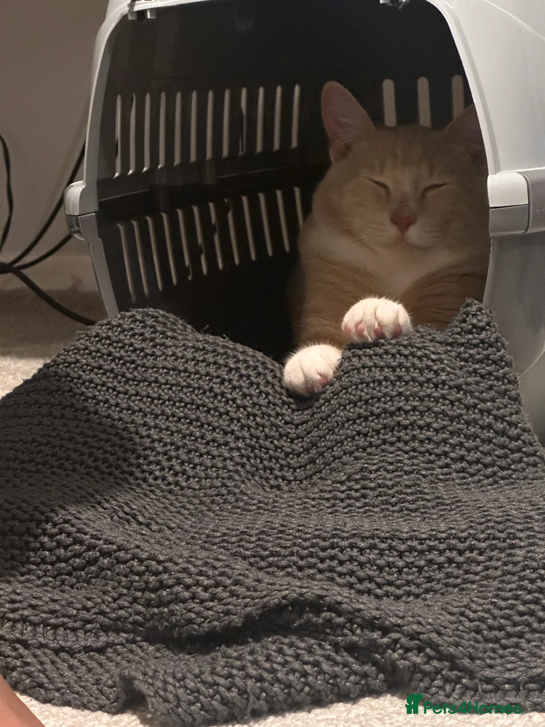 Mixed Breed cats for sale: Milo' - Advert 4