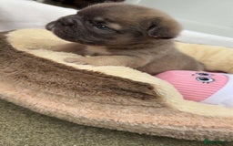 French Bulldog dogs for sale: Visual fluffy rope French bulldog puppies - Image 10
