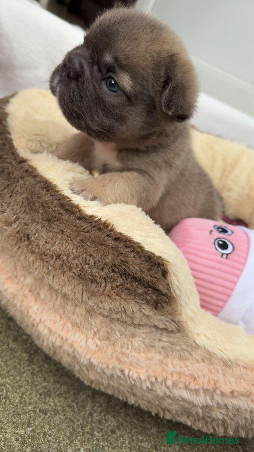 French Bulldog dogs for sale: Visual fluffy rope French bulldog puppies - Image 10