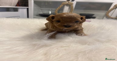 Maltipoo dogs ✨ Luxury Asian Maltipoo F1b – Rare Brown Mini ✨ - Advert 10