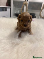 Maltipoo dogs ✨ Luxury Asian Maltipoo F1b – Rare Brown Mini ✨ - Advert 11