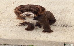 Cockapoo dogs for sale: Cockapoo dog - Advert 3