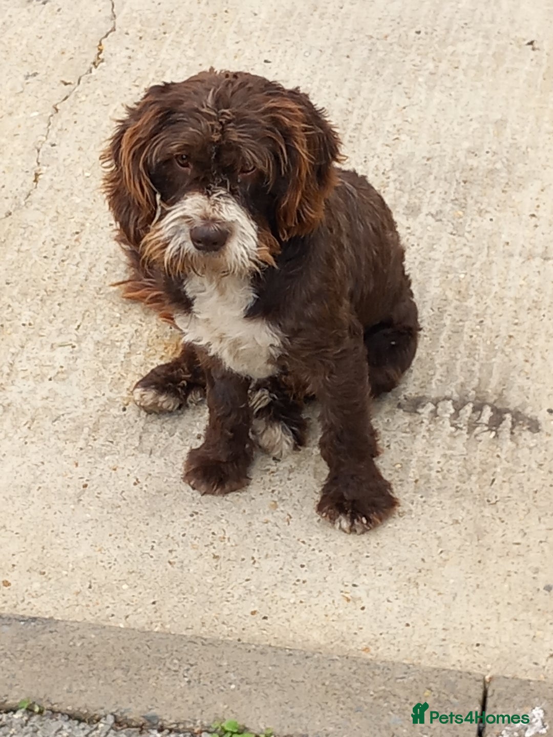 Cockapoo dogs for sale: Cockapoo dog - Advert 3