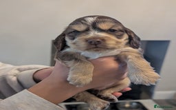 Cocker Spaniel dogs for sale: Quality Bred Show Type Cocker Spaniel Puppies - Image 5