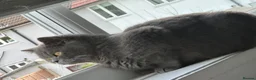 British Shorthair cats for sale: BRITISH SHORTHAIR FEMALE  - Advert 6