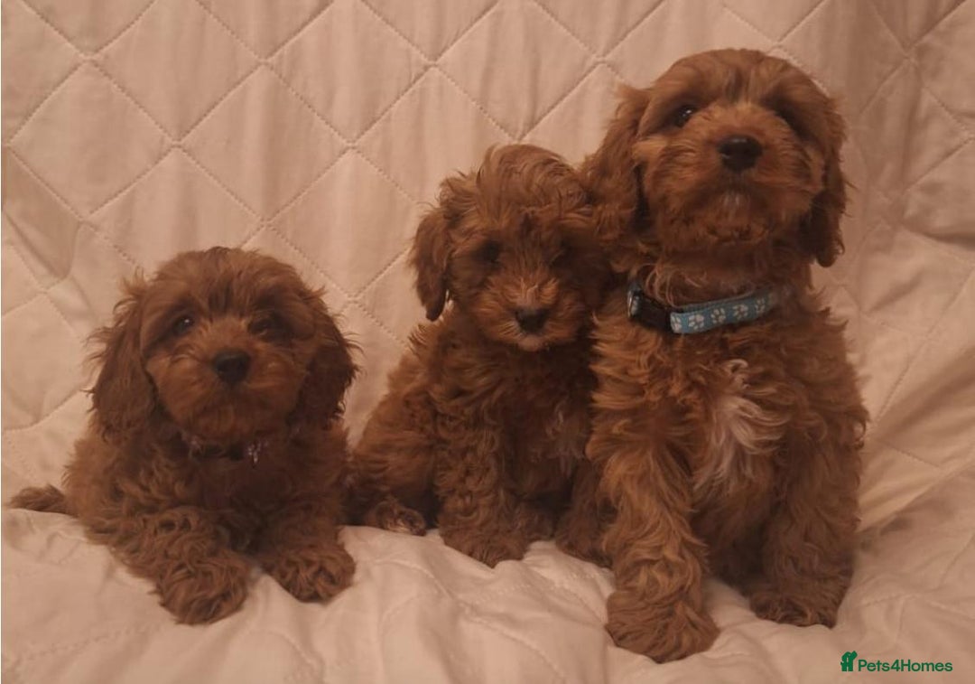 Cavapoo dogs for sale: Beautiful F1 Cavapoos - Advert 15