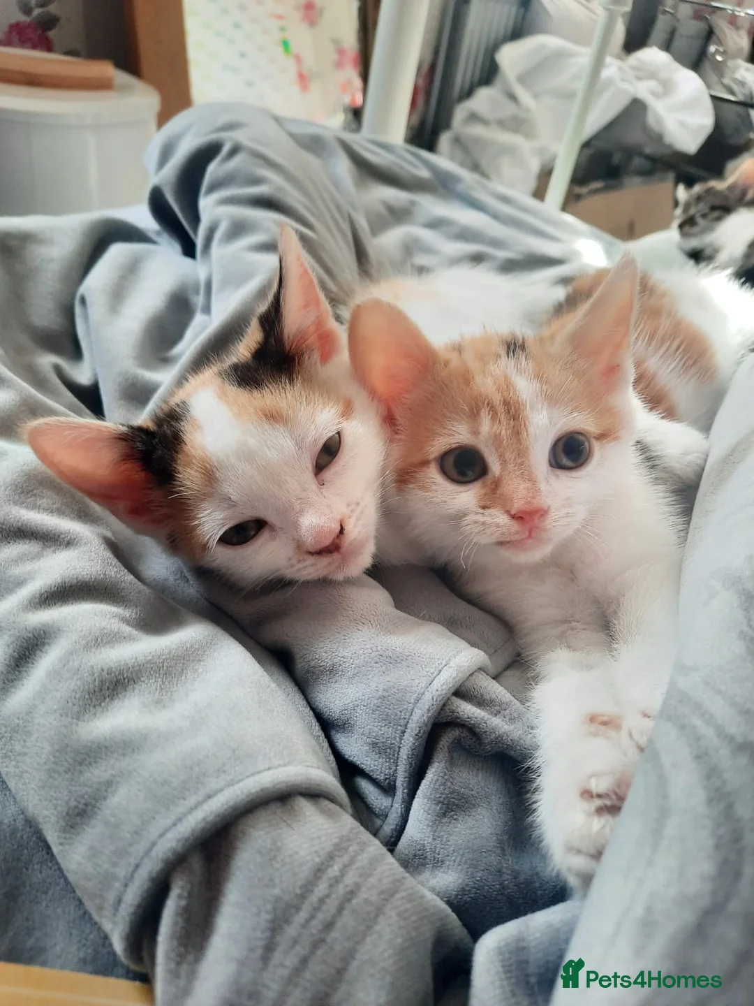 Mixed Breed cats for sale: Three Kittens for sale in Bath - Advert 2